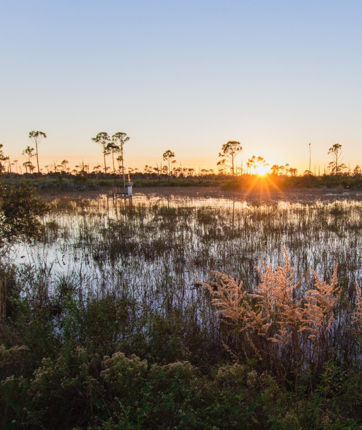 Savannah Sunset
